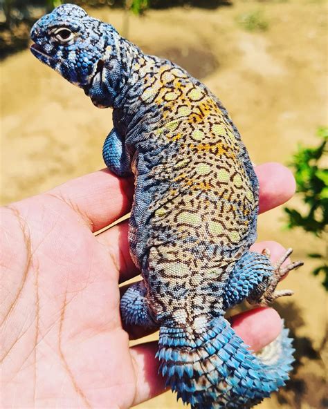 Baby Cuban False Chameleons. . Arabian blue uromastyx for sale